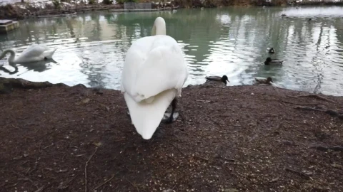 Free Video Stock swan and ducks by a pond Live Wallpaper - Free Live Wallpaper