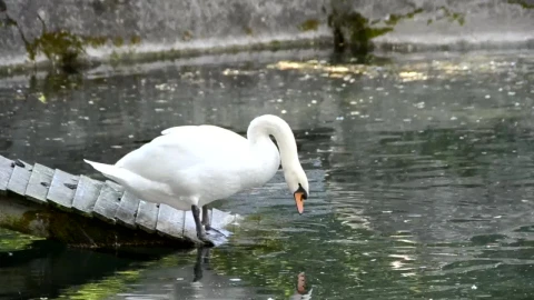 Free Video Stock swan in an artificial pond Live Wallpaper - Free Live Wallpaper