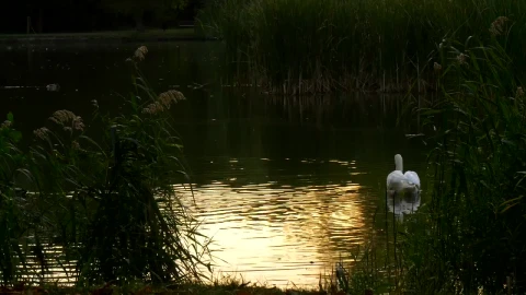Free Video Stock swan slowly swimming across a lake Live Wallpaper - Free Live Wallpaper