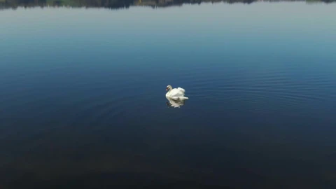 Free Video Stock swan swimming in a lake Live Wallpaper - Free Live Wallpaper