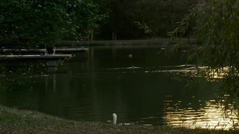 Free Video Stock swan swimming near the lakeshore Live Wallpaper - Free Live Wallpaper