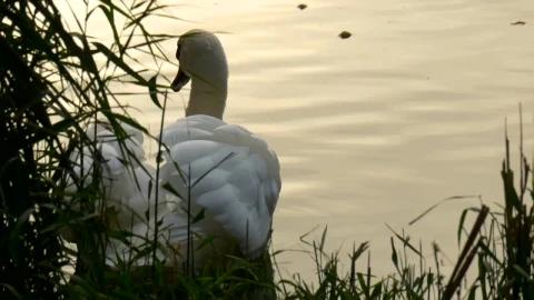 Free Video Stock swan swimming near the bank of a river Live Wallpaper - Free Live Wallpaper