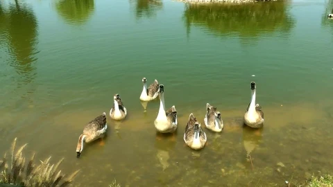 Free Video Stock swans family in a lake shore Live Wallpaper - Free Live Wallpaper