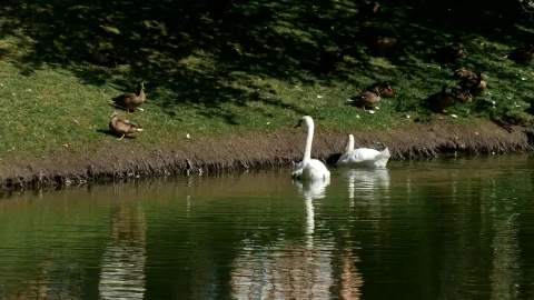 Free Video Stock swans and ducks in the lakeshore Live Wallpaper - Free Live Wallpaper