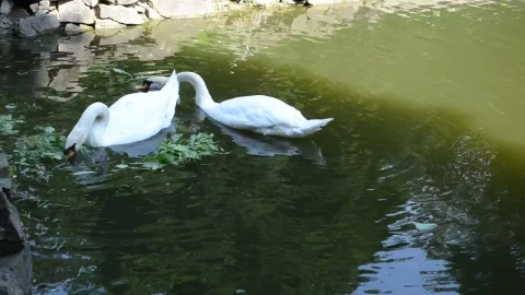 Free Video Stock swans feeding in a pond Live Wallpaper - Free Live Wallpaper