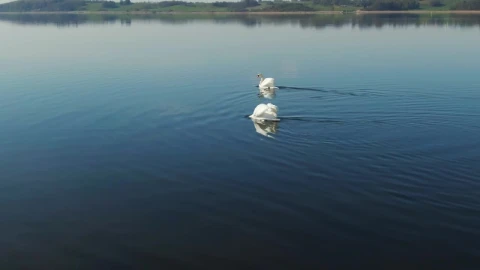 Free Video Stock swans moving across water Live Wallpaper - Free Live Wallpaper