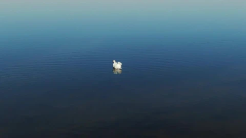 Free Video Stock swans searching for food Live Wallpaper - Free Live Wallpaper