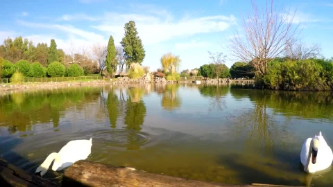 Free Video Stock swans swimming and feeding in a lake Live Wallpaper - Free Live Wallpaper