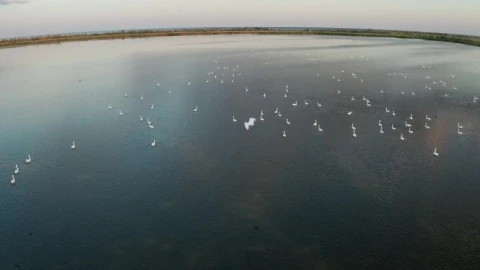 Free Video Stock swans swimming on a lake Live Wallpaper - Free Live Wallpaper