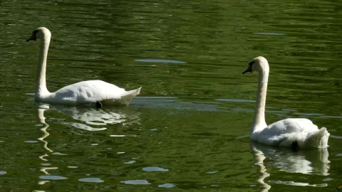 Free Video Stock swans swimming in a green lake with ducks Live Wallpaper - Free Live Wallpaper