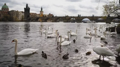 Free Video Stock swans swimming on the banks of a river Live Wallpaper - Free Live Wallpaper