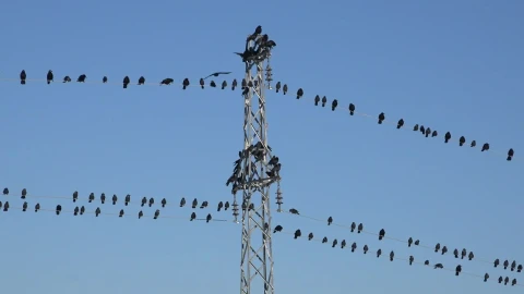 Free Video Stock swarm of birds standing on the electric cables Live Wallpaper - Free Live Wallpaper