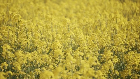 Free Video Stock swaying crops on a farm Live Wallpaper - Free Live Wallpaper