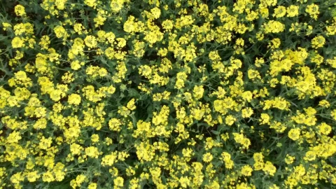 Free Video Stock swaying field of crops in a gentle wind Live Wallpaper - Free Live Wallpaper