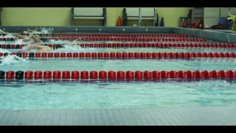 Free Video Stock swimming competition in an olympic pool Live Wallpaper - Free Live Wallpaper
