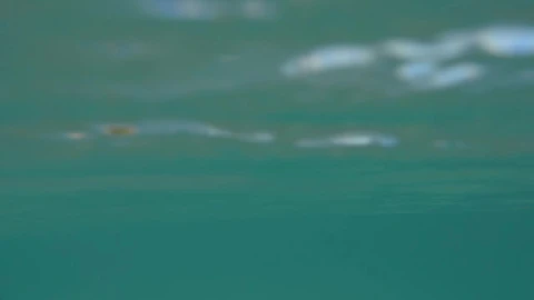 Free Video Stock swimming off a tropical coast Live Wallpaper - Free Live Wallpaper