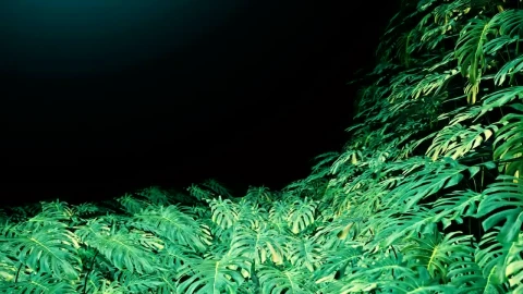 Free Video Stock swiss cheese plant leaves on dark background Live Wallpaper - Free Live Wallpaper