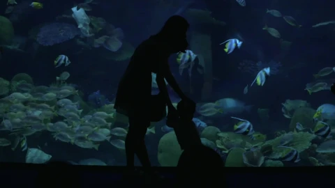 Free Video Stock taking photos in an oceanarium Live Wallpaper - Free Live Wallpaper