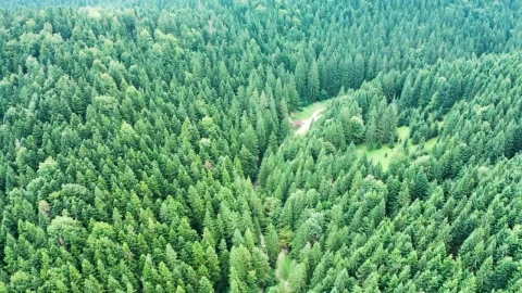 Free Video Stock tall forest with a dirt road Live Wallpaper - Free Live Wallpaper