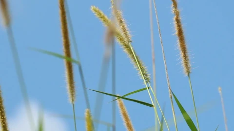 Free Video Stock tall grass against a summer sky Live Wallpaper - Free Live Wallpaper