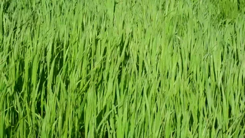 Free Video Stock tall grass blowing in the wind Live Wallpaper - Free Live Wallpaper