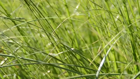 Free Video Stock tall grass by the side of the road Live Wallpaper - Free Live Wallpaper