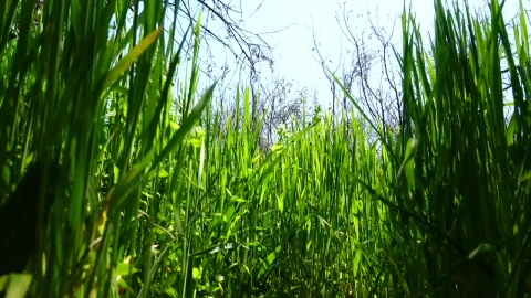 Free Video Stock tall grass growing in spring Live Wallpaper - Free Live Wallpaper