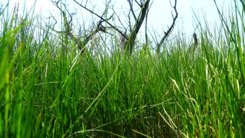 Free Video Stock tall grass growing under a dead tree Live Wallpaper - Free Live Wallpaper