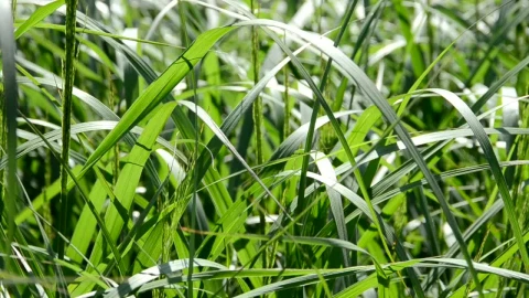 Free Video Stock tall grass in a field Live Wallpaper - Free Live Wallpaper