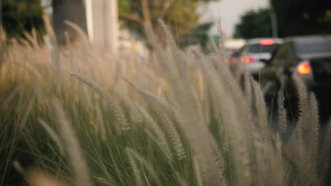 Free Video Stock tall grass waving in the breeze Live Wallpaper - Free Live Wallpaper
