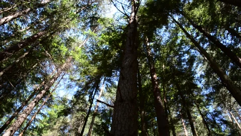 Free Video Stock tall pines blocking the sunlight Live Wallpaper - Free Live Wallpaper