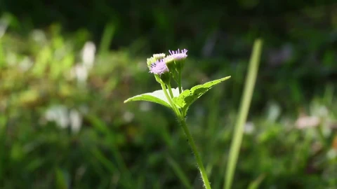 Free Video Stock tall purple flower Live Wallpaper - Free Live Wallpaper