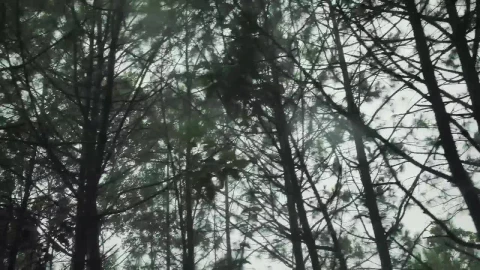 Free Video Stock tall trees in the forest Live Wallpaper - Free Live Wallpaper
