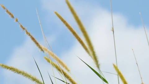 Free Video Stock tall wild grass in the wind Live Wallpaper - Free Live Wallpaper