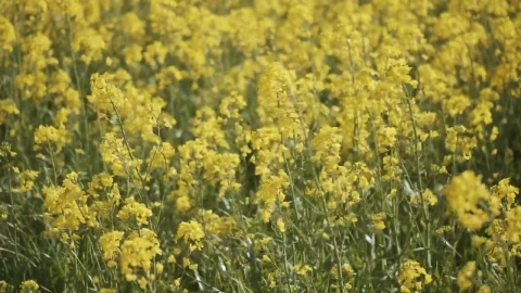 Free Video Stock tall yellow crops moving in the wind Live Wallpaper - Free Live Wallpaper
