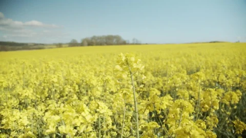 Free Video Stock tall yellow crops under a blue sky Live Wallpaper - Free Live Wallpaper