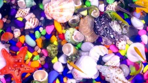 Free Video Stock tank full of fish and sea shells Live Wallpaper - Free Live Wallpaper