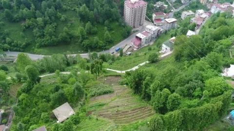 Free Video Stock tea terrace at the edge of a village Live Wallpaper - Free Live Wallpaper