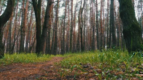 Free Video Stock temperate forest in autumn Live Wallpaper - Free Live Wallpaper