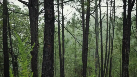 Free Video Stock temperate forest with trees Live Wallpaper - Free Live Wallpaper
