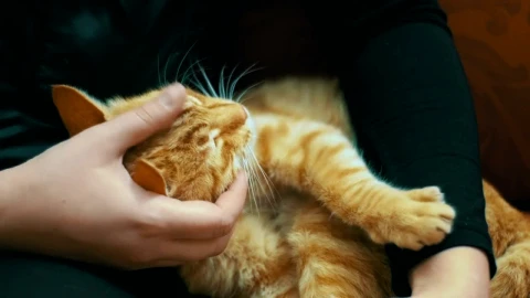 Free Video Stock tenderly stroking a cat Live Wallpaper - Free Live Wallpaper