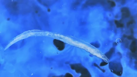 Free Video Stock texture of a bacteria floating in liquid Live Wallpaper - Free Live Wallpaper