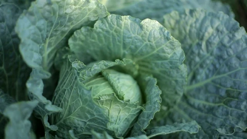 Free Video Stock texture of a cabbage close up view Live Wallpaper - Free Live Wallpaper