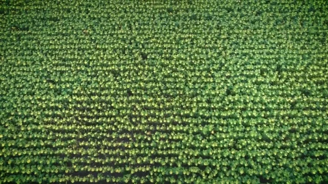 Free Video Stock texture of a vast field of sunflowers aerial shot Live Wallpaper - Free Live Wallpaper