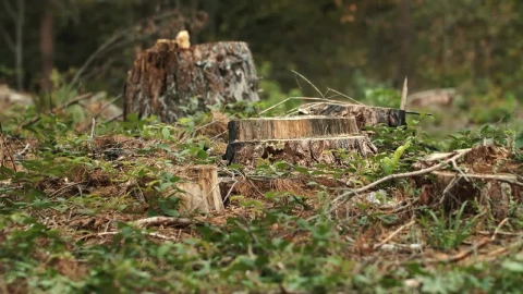 Free Video Stock texture of cut trees in the woods Live Wallpaper - Free Live Wallpaper