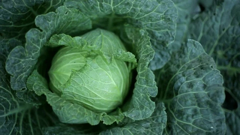Free Video Stock texture of lettuces Live Wallpaper - Free Live Wallpaper