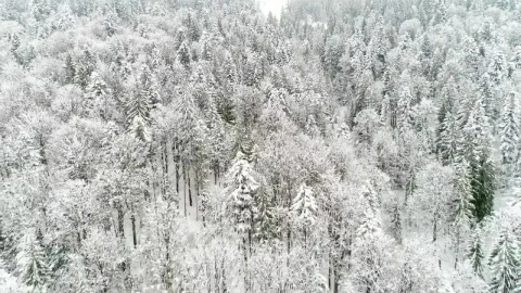 Free Video Stock texture of snow covered pine trees on the mountain Live Wallpaper - Free Live Wallpaper