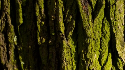 Free Video Stock texture of the bark of a wet tree Live Wallpaper - Free Live Wallpaper