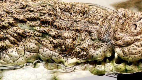 Free Video Stock texture of the skin of a crocodile in the water Live Wallpaper - Free Live Wallpaper