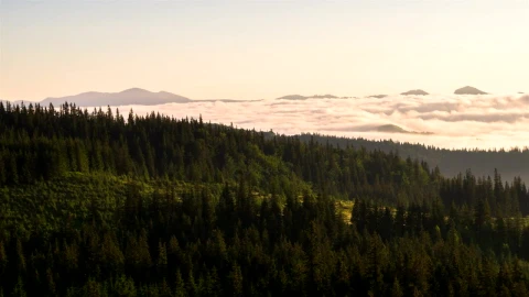 Free Video Stock the forest and mist in the morning Live Wallpaper - Free Live Wallpaper